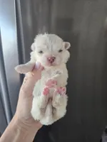 processed/0d69f46e-223c-441b-9748-1507550312ac/listing/3312326a-1ddd-42c4-a874-214660f21199/ff4dea0d-f7e8-45f1-bb93-f3c037fbba92