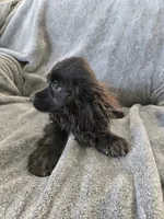 AKC Dora's Black Boy, Text 520-254-7407 , a male Cocker Spaniel for sale in Casa Grande, AZ – 8 of 10