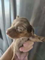 AKC Pepper's Chocolate Dapple Girl, TEXT 520-254-7407 , a female Dachshund for sale in Casa Grande, AZ – 6 of 8