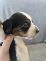 AKC Long Hair Boy - TEXT 520-254-7407 , a male Dachshund for sale in Casa Grande, AZ – 4 of 9