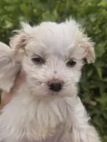 Lucy's Purebred Boy, a male Havanese for sale in Casa Grande, AZ – 2 of 5