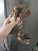 AKC Pepper's Male Chocolate Dapple, TEXT 520-254-7407 , a male Dachshund for sale in Casa Grande, AZ – 4 of 7