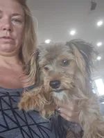 AKC Male $1000 TEXT 520-254-7407 , a male Yorkshire Terrier for sale in Casa Grande, AZ – 8 of 8