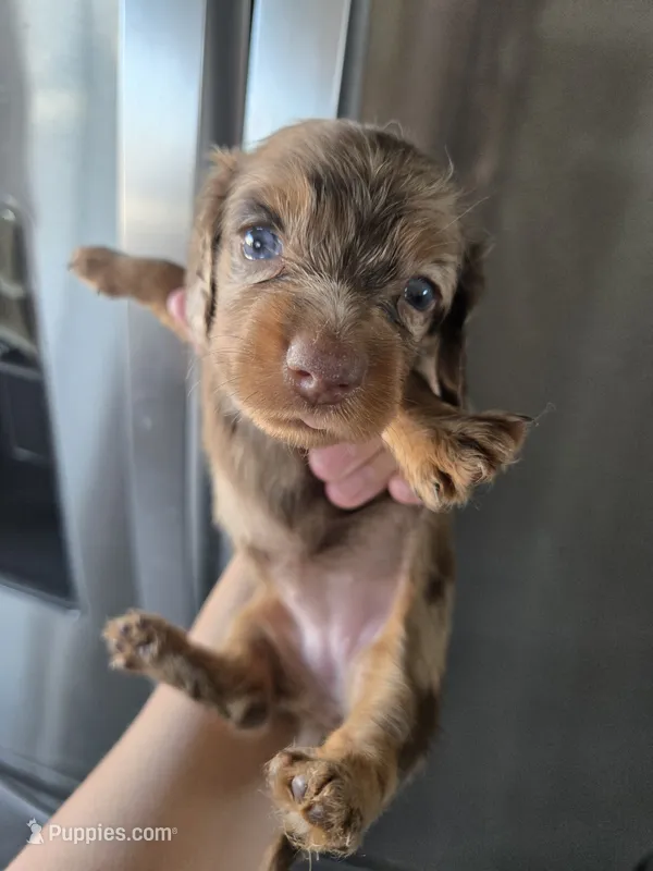 AKC Pepper's Chocolate Dapple Girl, TEXT 520-254-7407  – Dachshund puppy for sale in Casa Grande, AZ