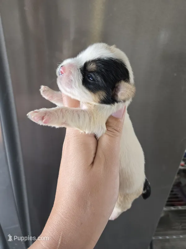 AKC Parti Yorkie Female - TEXT 520-254-7407  – Yorkshire Terrier puppy for sale in Casa Grande, AZ