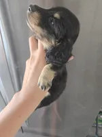 AKC Angel's Black & Tan Female, TEXT 520-254-7407, a female Dachshund for sale in Casa Grande, AZ – 7 of 10