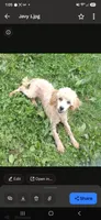 AKC Lucy's Red Male, TEXT 520-254-7407, a male Poodle - Miniature  for sale in Casa Grande, AZ – 9 of 10