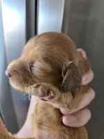 AKC Female, a female Dachshund for sale in Casa Grande, AZ – 3 of 6