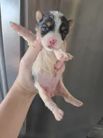 AKC Parti Yorkie Female - TEXT 520-254-7407 , a female Yorkshire Terrier for sale in Casa Grande, AZ – 4 of 9