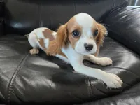 AKC Male, TEXT 520-254-7407, a male Cavalier King Charles Spaniel for sale in Casa Grande, AZ – 5 of 10