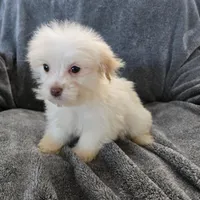 Purebred Stella's Liver Nose Girl, a female Havanese for sale in Casa Grande, AZ – Photo 4 of 10
