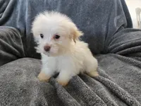 Purebred Stella's Liver Nose Girl, a female Havanese for sale in Casa Grande, AZ – Photo 4 of 10