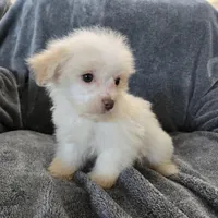 Purebred Stella's Liver Nose Girl, a female Havanese for sale in Casa Grande, AZ – Photo 7 of 10