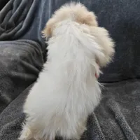 Purebred Stella's Liver Nose Girl, a female Havanese for sale in Casa Grande, AZ – Photo 8 of 10