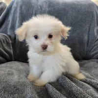 Purebred Stella's Liver Nose Girl, a female Havanese for sale in Casa Grande, AZ – Photo 1 of 10