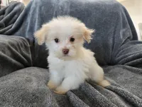 Purebred Stella's Liver Nose Girl, a female Havanese for sale in Casa Grande, AZ – Photo 1 of 10