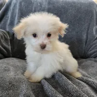 Purebred Stella's Liver Nose Girl, a female Havanese for sale in Casa Grande, AZ – Photo 6 of 10