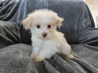 Purebred Stella's Liver Nose Girl, a female Havanese for sale in Casa Grande, AZ – Photo 6 of 10