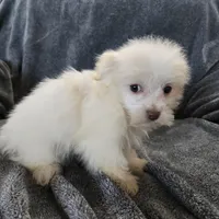 Purebred Stella's Liver Nose Girl, a female Havanese for sale in Casa Grande, AZ – Photo 3 of 10