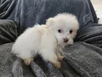 Purebred Stella's Liver Nose Girl, a female Havanese for sale in Casa Grande, AZ – Photo 3 of 10