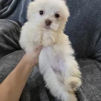 Purebred Stella's Liver Nose Girl, a female Havanese for sale in Casa Grande, AZ – Photo 2 of 10
