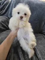 Purebred Stella's Liver Nose Girl, a female Havanese for sale in Casa Grande, AZ – Photo 2 of 10
