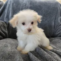 Purebred Stella's Liver Nose Girl, a female Havanese for sale in Casa Grande, AZ – Photo 5 of 10