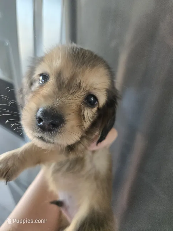 AKC Angel's Sable Male, TEXT 520-254-7407 – Dachshund puppy for sale in Casa Grande, AZ