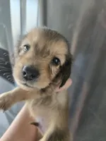 AKC Angel's Sable Male, TEXT 520-254-7407, a male Dachshund for sale in Casa Grande, AZ – 1 of 9