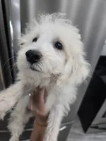 AKC Female - TEXT 520-254-7407 , a female Poodle - Miniature  for sale in Casa Grande, AZ – 7 of 10