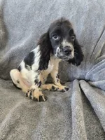 AKC Male, Text 520-254-7407 , a male Cocker Spaniel for sale in Casa Grande, AZ – 5 of 10