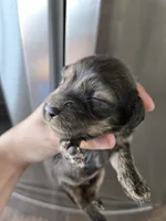 AKC Male, a male Dachshund for sale in Casa Grande, AZ – 6 of 8