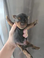 AKC Male - TEXT 520-254-7407 , a male Yorkshire Terrier for sale in Casa Grande, AZ – 2 of 10