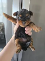 AKC Male - TEXT 520-254-7407 , a male Yorkshire Terrier for sale in Casa Grande, AZ – 2 of 9