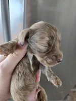AKC Male, a male Dachshund for sale in Casa Grande, AZ – 3 of 7
