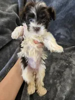 AKC Bisque's Parti Girl, TEXT 520-254-7407, a female Havanese for sale in Casa Grande, AZ – 6 of 10