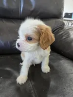 AKC Male, a male Cavalier King Charles Spaniel for sale in Casa Grande, AZ – 2 of 10