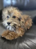 Daisy's Boy, TEXT 520-254-7407, a male Havanese for sale in Casa Grande, AZ – 5 of 10