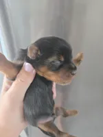 AKC Male - TEXT 520-254-7407 , a male Yorkshire Terrier for sale in Casa Grande, AZ – 6 of 10