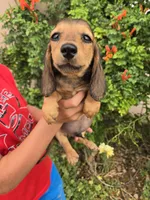 Pepper's Brown Boy, a male Dachshund for sale in Casa Grande, AZ – Photo 2 of 10