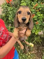 Pepper's Brown Boy, a male Dachshund for sale in Casa Grande, AZ – Photo 8 of 10