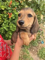 Pepper's Brown Boy, a male Dachshund for sale in Casa Grande, AZ – Photo 5 of 10