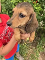 Pepper's Brown Boy, a male Dachshund for sale in Casa Grande, AZ – Photo 7 of 10