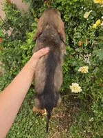 Pepper's Brown Boy, a male Dachshund for sale in Casa Grande, AZ – Photo 9 of 10