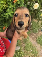 Pepper's Brown Boy, a male Dachshund for sale in Casa Grande, AZ – Photo 10 of 10