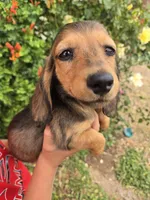 Pepper's Brown Boy, a male Dachshund for sale in Casa Grande, AZ – Photo 4 of 10