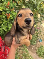 Pepper's Brown Boy, a male Dachshund for sale in Casa Grande, AZ – Photo 6 of 10