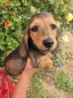 Pepper's Brown Boy, a male Dachshund for sale in Casa Grande, AZ – Photo 3 of 10