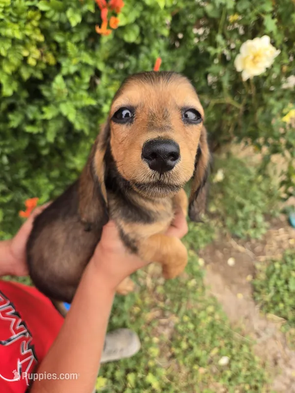 Pepper's Brown Boy – Dachshund puppy for sale in Casa Grande, AZ