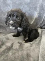 AKC Dora's Black Girl, White Nose, TEXT 520-254-7407, a female Cocker Spaniel for sale in Casa Grande, AZ – 6 of 10